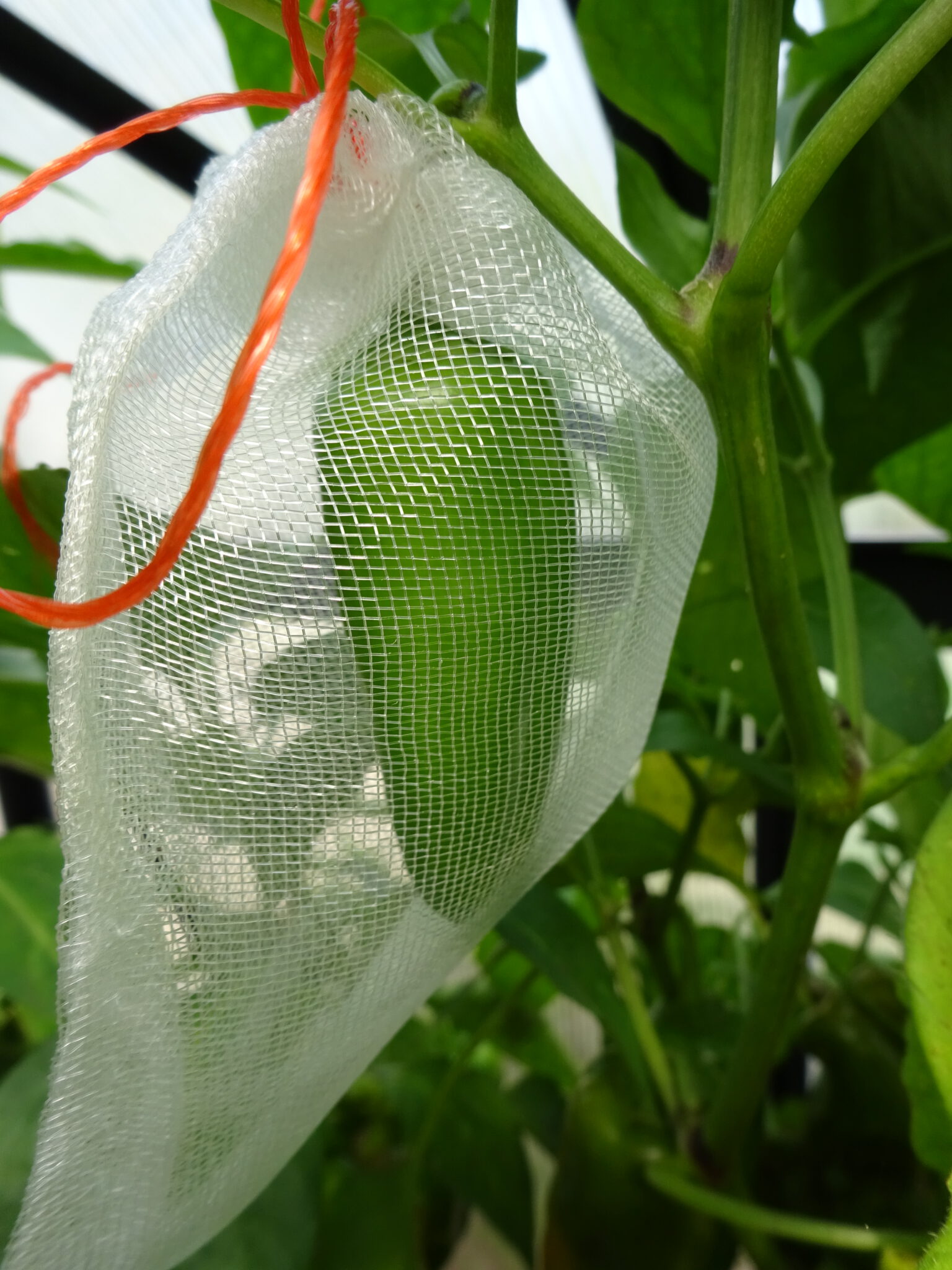 Slakken bestrijden De Moestuiniers Online