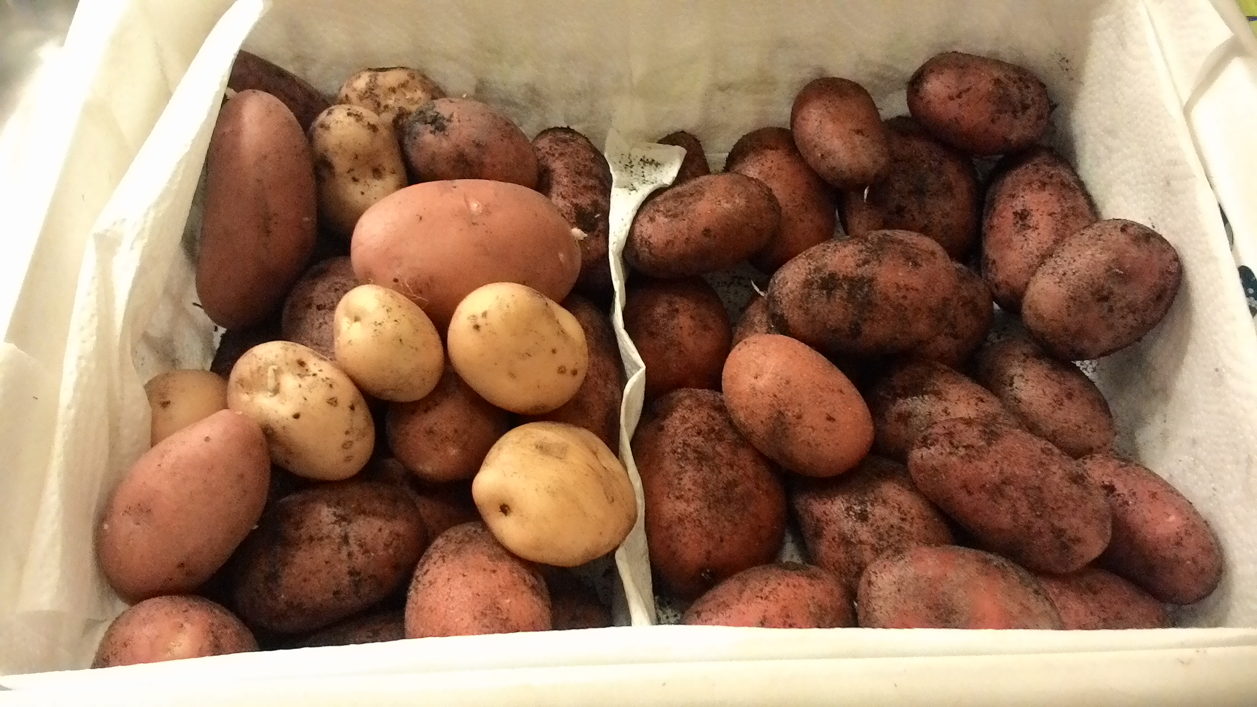 Aardappelen - De Moestuiniers Online