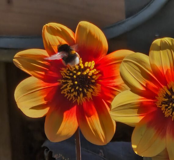 Een tijdje stil… maar toch een moestuinupdate over 2025