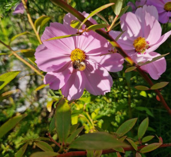 Een crisis in de foliekas en een mooie oogst